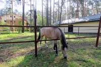 farmstead Bivak - Equestrian arena